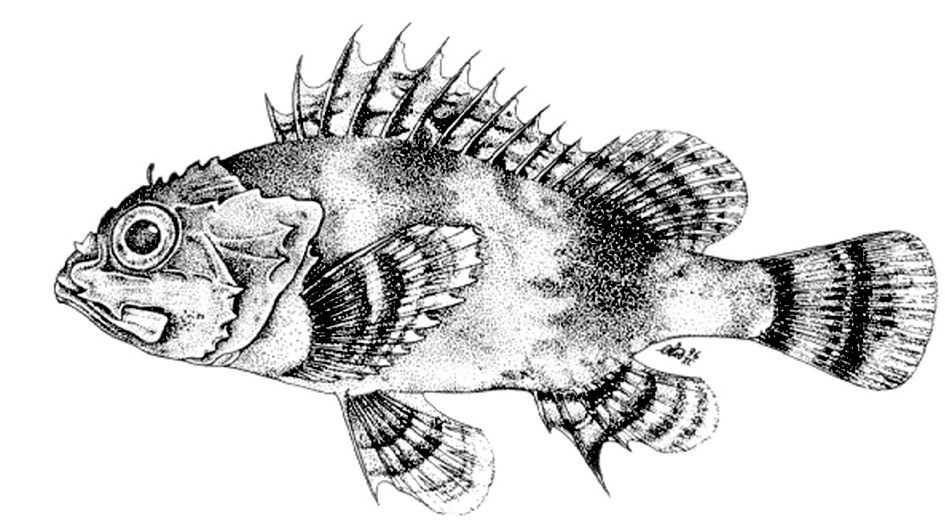 Scorpaena maderensis_01.jpg